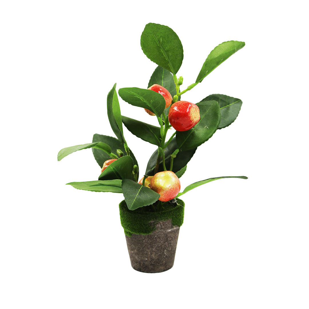 Fruit Plant In Pot Ceramic 7Cm