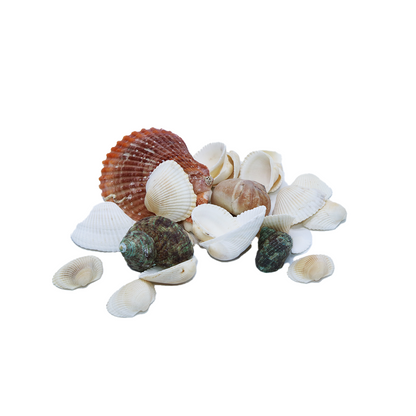 Shells In Poly Bag 100G Assorted