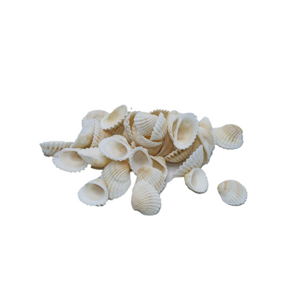 Shells In Poly Bag 100G Assorted