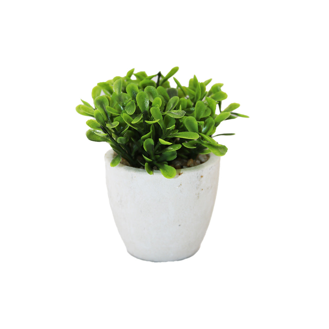 Pot Plant Ceramic 5.5Cm