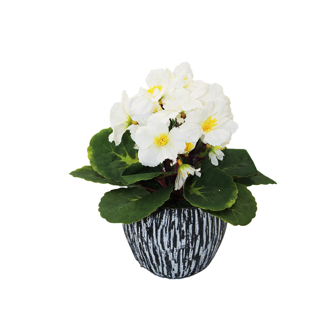 Pot Plant In Pot 8/22Cm Flower Porcelain   Pot