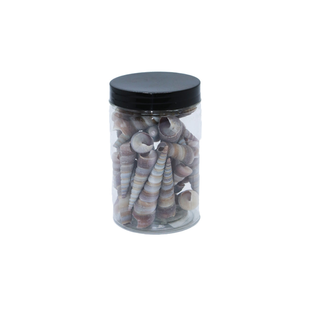 Shells In Bottle Assorted